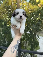 processed/54e7adc3-c921-4bc6-a6e1-8d081c1ec159/listing/73adf500-2cf5-4971-b815-cd29b0be3cb2/007d63d9-c689-4db9-b879-8ab1bfef719f