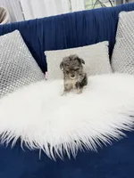 You name, a male Maltipoo for sale in Fort Myers, FL – 3 of 9