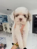 You name, a male Poodle - Toy  for sale in Fort Myers, FL – 3 of 4