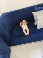 You name, a male Maltipoo for sale in Fort Myers, FL – Photo 6 of 8