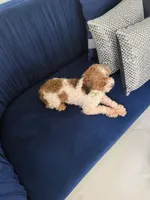 You name, a male Maltipoo for sale in Fort Myers, FL – Photo 2 of 8