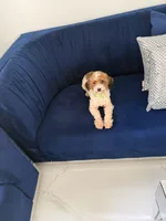 You name, a male Maltipoo for sale in Fort Myers, FL – Photo 7 of 8