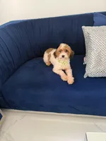 You name, a male Maltipoo for sale in Fort Myers, FL – Photo 3 of 8