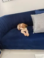 You name, a male Maltipoo for sale in Fort Myers, FL – Photo 4 of 8