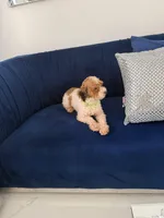 You name, a male Maltipoo for sale in Fort Myers, FL – Photo 8 of 8