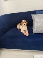 You name, a male Maltipoo for sale in Fort Myers, FL – Photo 5 of 8