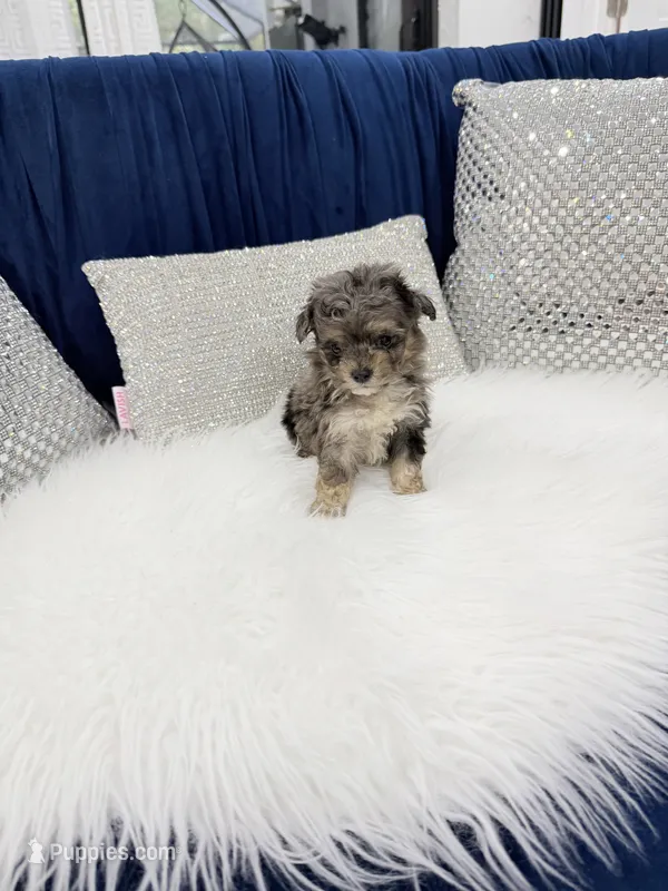 You name – Maltipoo puppy for sale in Fort Myers, FL