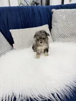 You name, a male Maltipoo for sale in Fort Myers, FL – 1 of 9
