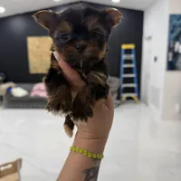 You name, a male Yorkshire Terrier for sale in Fort Myers, FL – Photo 5 of 5