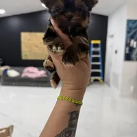 You name, a male Yorkshire Terrier for sale in Fort Myers, FL – Photo 4 of 5