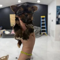 You name, a male Yorkshire Terrier for sale in Fort Myers, FL – Photo 3 of 5