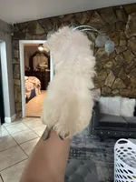 You name, a female Maltese for sale in Fort Myers, FL – Photo 3 of 6