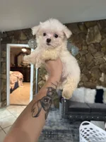 You name, a female Maltese for sale in Fort Myers, FL – Photo 4 of 6