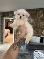 You name, a female Maltese for sale in Fort Myers, FL – Photo 5 of 6