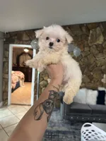 You name, a female Maltese for sale in Fort Myers, FL – Photo 2 of 6