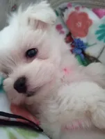 You name, a female Maltese for sale in Fort Myers, FL – Photo 6 of 6