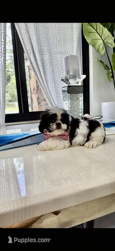 You name – Shih Tzu puppy for sale in Fort Myers, FL