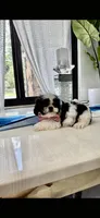 You name, a male Shih Tzu for sale in Fort Myers, FL – 1 of 3
