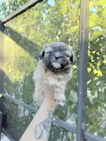 You name, a female Mal Shi for sale in Fort Myers, FL – Photo 2 of 6