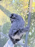 You name, a female Mal Shi for sale in Fort Myers, FL – Photo 5 of 6