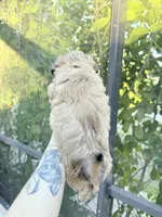 You name, a female Mal Shi for sale in Fort Myers, FL – Photo 3 of 6