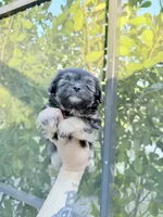 You name, a female Mal Shi for sale in Fort Myers, FL – Photo 6 of 6