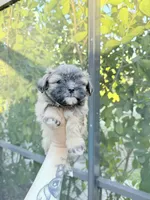 You name, a female Mal Shi for sale in Fort Myers, FL – Photo 1 of 6