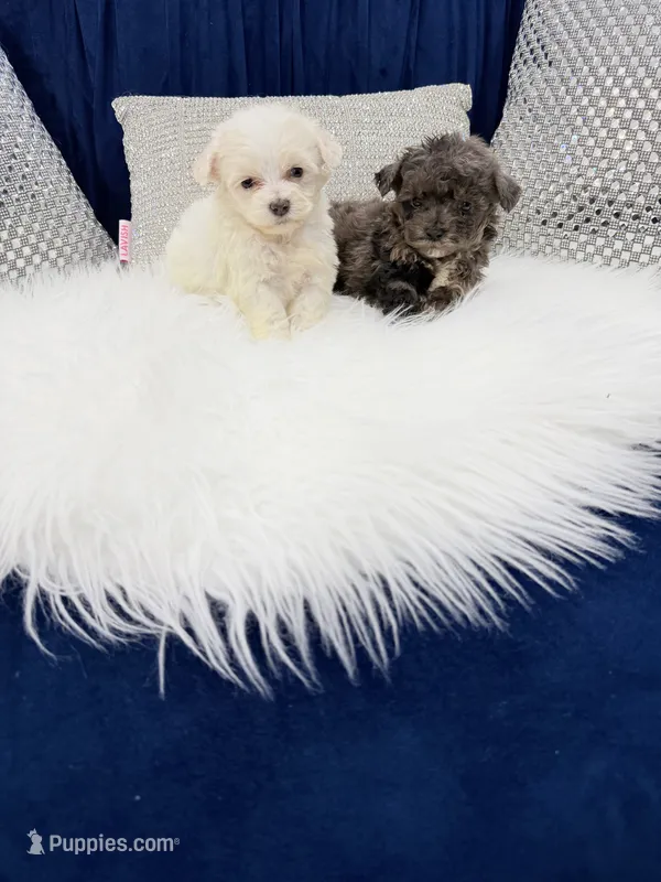You name , a male Maltipoo for sale in Fort Myers, FL – 1 of 3
