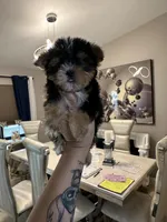 You name, a male Yorkshire Terrier for sale in Fort Myers, FL – Photo 2 of 5