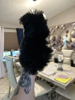 You name, a male Yorkshire Terrier for sale in Fort Myers, FL – Photo 5 of 5