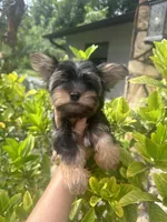 You name, a male Yorkshire Terrier for sale in Fort Myers, FL – Photo 4 of 5