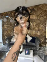 You name, a male Yorkshire Terrier for sale in Fort Myers, FL – Photo 3 of 5
