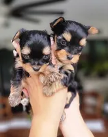 You name, a male Yorkshire Terrier for sale in Fort Myers, FL – Photo 1 of 5