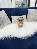 You name, a female Maltipoo for sale in Fort Myers, FL – 7 of 10
