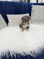 You name, a male Maltipoo for sale in Fort Myers, FL – 2 of 9