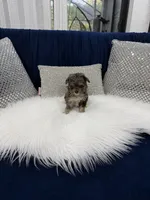 You name, a male Maltipoo for sale in Fort Myers, FL – 6 of 9