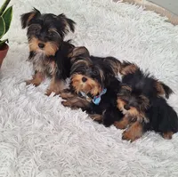 You name, a male Yorkshire Terrier for sale in Fort Myers, FL – Photo 1 of 3