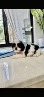 You name, a male Shih Tzu for sale in Fort Myers, FL – 3 of 3