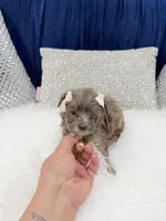 You name, a female Maltipoo for sale in Fort Myers, FL – 1 of 10