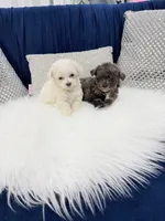 You name, a male Maltipoo for sale in Fort Myers, FL – 4 of 9