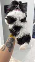 You name, a male Shih Tzu for sale in Fort Myers, FL – 2 of 3