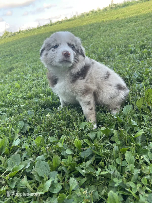 Betsy – Australian Shepherd puppy on hold in Boonville, MO