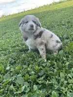 Betsy, a female Australian Shepherd for sale in Boonville, MO – 1 of 5