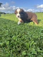 Hank, a male Australian Shepherd for sale in Boonville, MO – 2 of 5