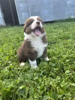Hank, a male Australian Shepherd for sale in Boonville, MO – 5 of 5