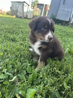 Rosie, a female Australian Shepherd for sale in Boonville, MO – 5 of 9
