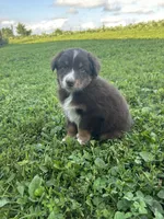Rosie, a female Australian Shepherd for sale in Boonville, MO – 3 of 9
