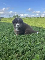Twinkle, a female Australian Shepherd for sale in Boonville, MO – 3 of 3
