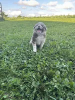 Betsy, a female Australian Shepherd for sale in Boonville, MO – 2 of 5