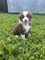 Hank, a male Australian Shepherd for sale in Boonville, MO – 4 of 5